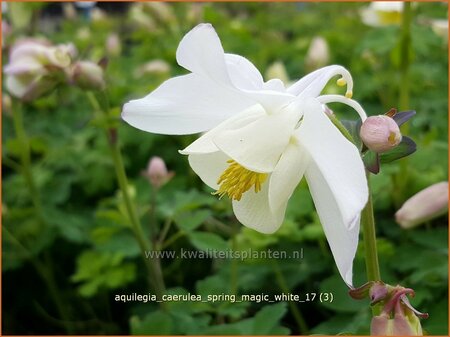 Aquilegia caerulea &#39;Spring Magic White&#39;