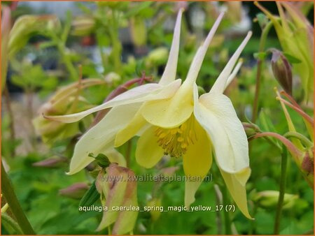 Aquilegia caerulea &#39;Spring Magic Yellow&#39;