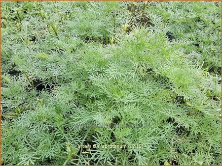 Artemisia abrotanum