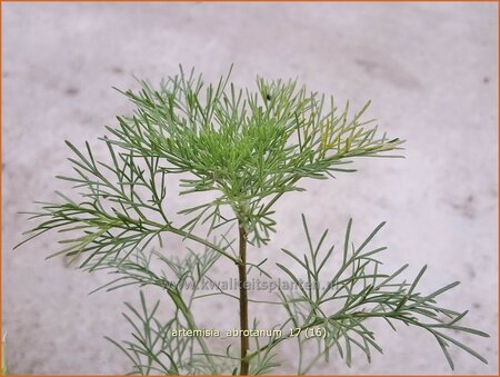 Artemisia abrotanum