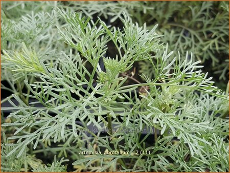 Artemisia abrotanum