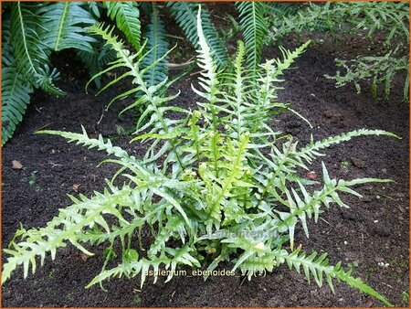 Asplenium ebenoides