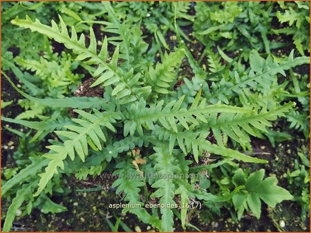 Asplenium ebenoides