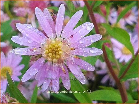 Aster &#39;Coombe Fishacre&#39;
