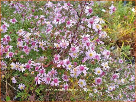 Aster &#39;Coombe Fishacre&#39;
