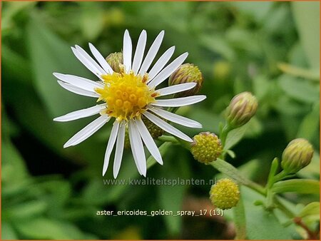 Aster ericoides &#39;Golden Spray&#39;