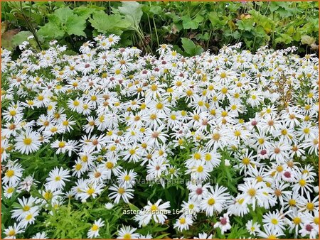 Aster &#39;Kristina&#39;