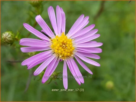 Aster &#39;Pink Star&#39;