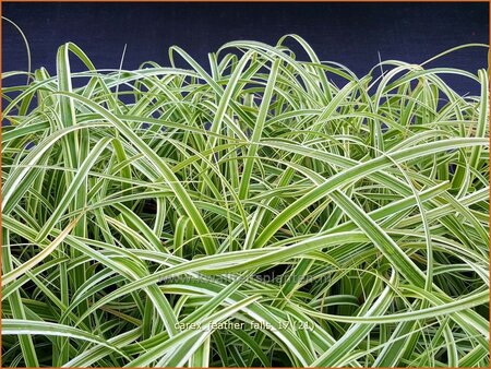 Carex &#39;Feather Falls&#39;