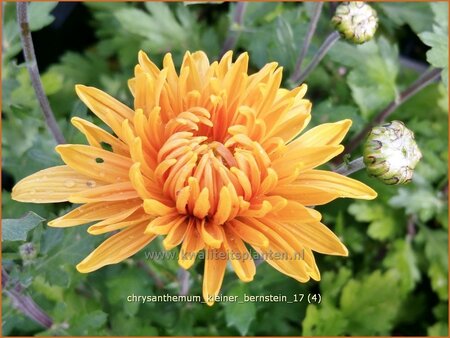 Chrysanthemum &#39;Kleiner Bernstein&#39;