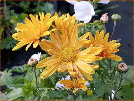 Chrysanthemum &#39;Kleiner Bernstein&#39;