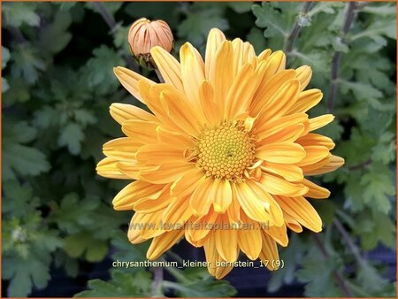 Chrysanthemum &#39;Kleiner Bernstein&#39;