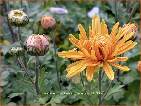 Chrysanthemum &#39;Kleiner Bernstein&#39;