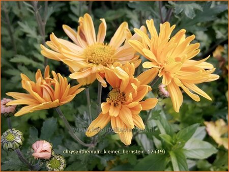 Chrysanthemum &#39;Kleiner Bernstein&#39;