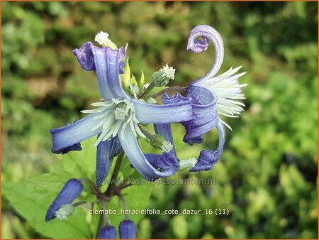 Clematis heracleifolia &#39;Cote d&#39;Azur&#39;