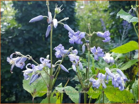 Clematis heracleifolia &#39;Cote d&#39;Azur&#39;