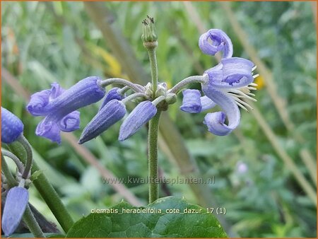 Clematis heracleifolia &#39;Cote d&#39;Azur&#39;