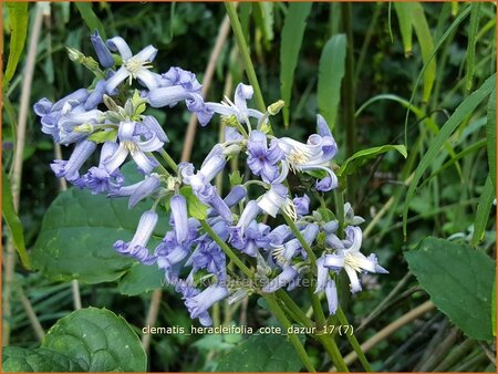 Clematis heracleifolia &#39;Cote d&#39;Azur&#39;