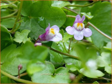 Cymbalaria muralis