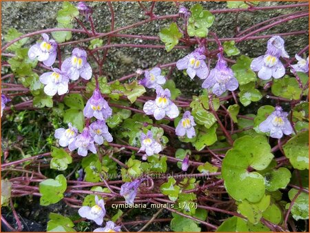 Cymbalaria muralis