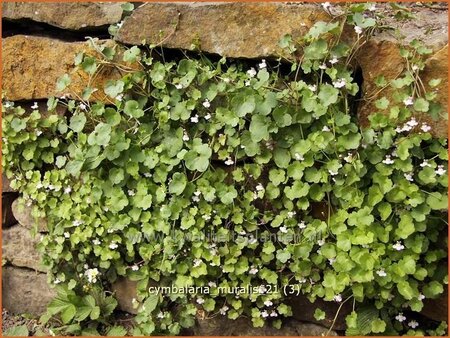 Cymbalaria muralis