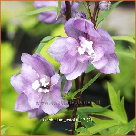 Delphinium &#39;Astolat&#39;