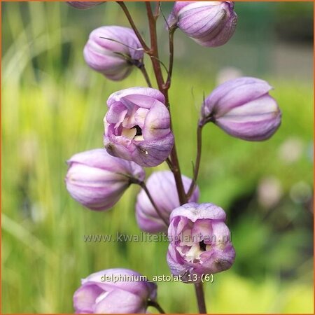 Delphinium &#39;Astolat&#39;