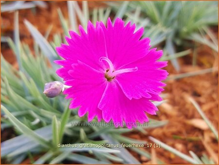 Dianthus gratianopolitanus &#39;Feuerhexe&#39;