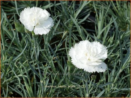 Dianthus &#39;Haytor White&#39;