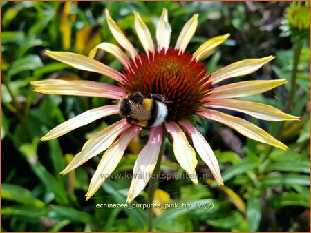 Echinacea purpurea &#39;Pink Tip&#39;