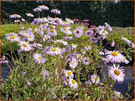 Erigeron &#39;Quakeress&#39;