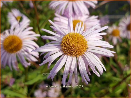 Erigeron &#39;Quakeress&#39;