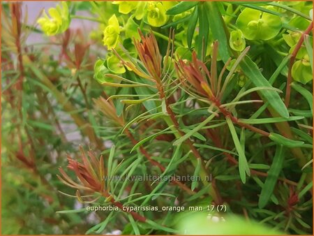 Euphorbia cyparissias &#39;Orange Man&#39;