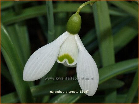 Galanthus &#39;S. Arnott&#39;