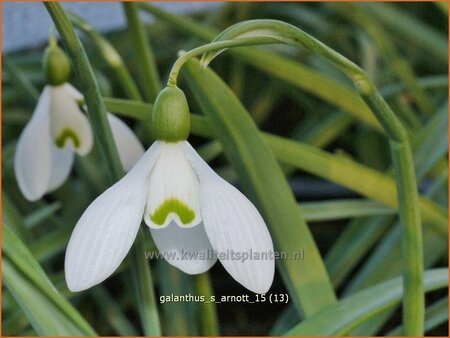 Galanthus &#39;S. Arnott&#39;