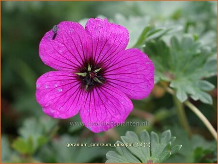 Geranium cinereum &#39;Giuseppii&#39;