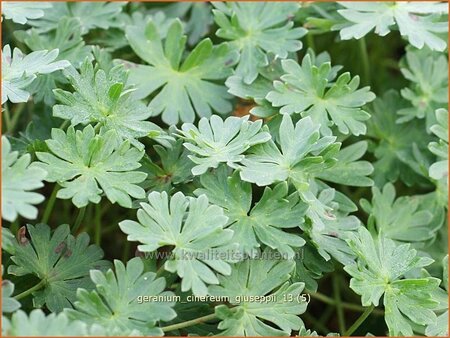 Geranium cinereum &#39;Giuseppii&#39;