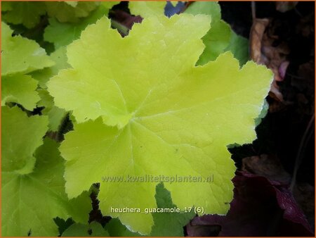 Heuchera &#39;Guacamole&#39;