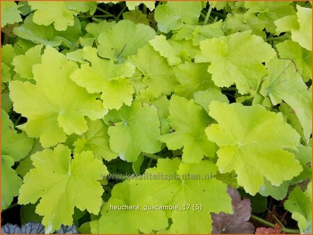 Heuchera &#39;Guacamole&#39;