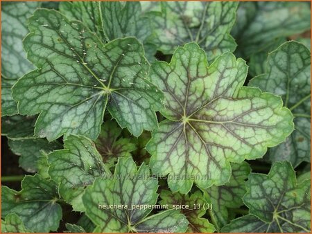 Heuchera &#39;Peppermint Spice&#39;