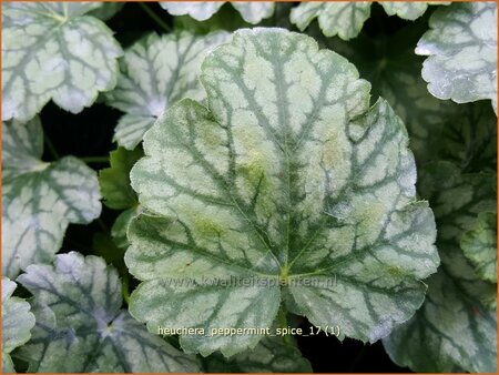 Heuchera &#39;Peppermint Spice&#39;