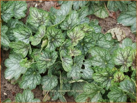 Heuchera &#39;Peppermint Spice&#39;