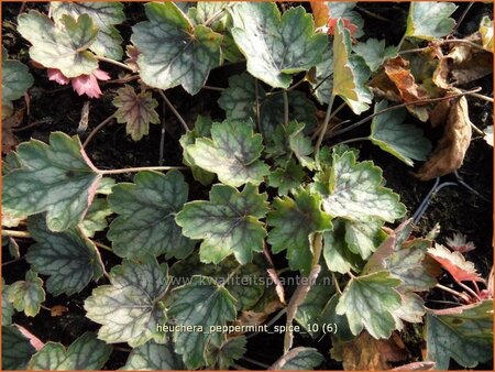 Heuchera &#39;Peppermint Spice&#39;