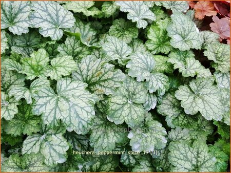 Heuchera &#39;Peppermint Spice&#39;