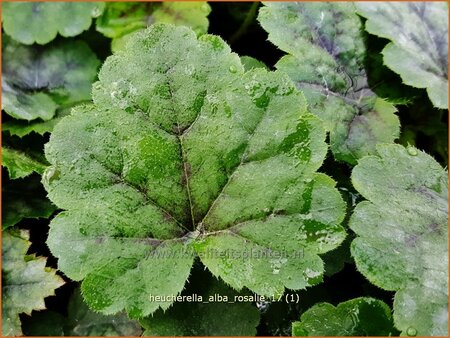 Heucherella alba &#39;Rosalie&#39;