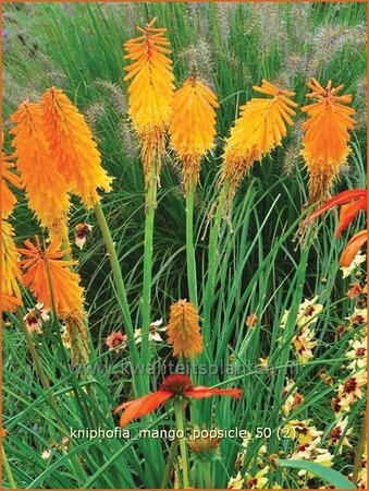 Kniphofia &#39;Mango Popsicle&#39;