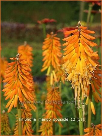 Kniphofia &#39;Mango Popsicle&#39;