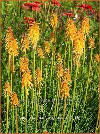 Kniphofia &#39;Mango Popsicle&#39;