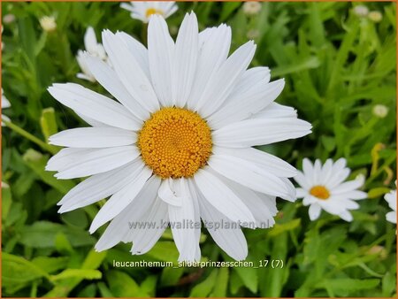 Leucanthemum &#39;Silberprinzesschen&#39;