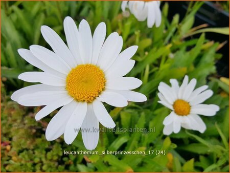 Leucanthemum &#39;Silberprinzesschen&#39;